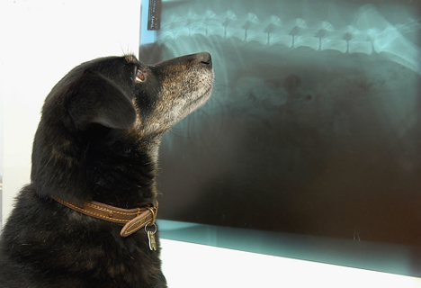 Five Radiology Tips for Veterinarians
